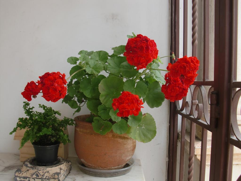 Adore Portugal Coimbra Guest House Ngoại thất bức ảnh